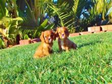 Puppies for sale king charles spaniel - Romania, Bucharest