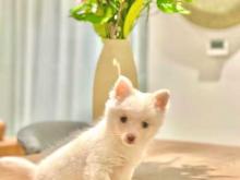 Puppies for sale , pomsky - Ireland, Dublin. Price 10 €