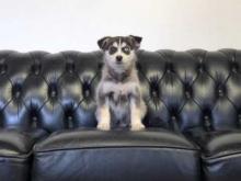 Puppies for sale , pomsky - Germany, Dortmund. Price 10 €