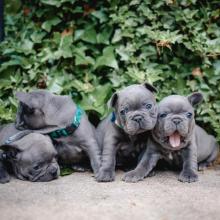 Puppies for sale french bulldog - United Kingdom, Glasgow