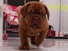 Puppies for sale , dogue de bordeaux  - France, Paris