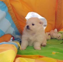 Puppies for sale , pomeranian - Germany, Bremen