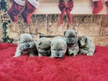Puppies for sale chow chow - Ireland, Dublin. Price 12 €