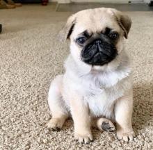 Puppies for sale pug - Germany, Bremen