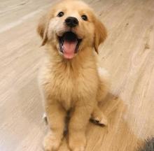 Puppies for sale golden retriever - Germany, Bremen