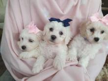 Puppies for sale , cavachon - United Kingdom, Derby