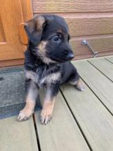 Puppies for sale german shepherd dog - Poland, Warsaw