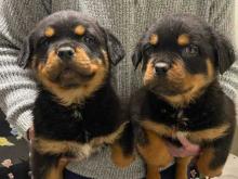 Puppies for sale rottweiler - Greece, Thessaloniki. Price 12 €