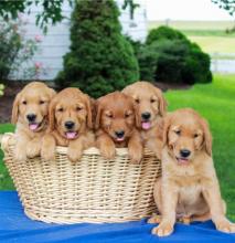 Puppies for sale golden retriever - Lithuania, Palanga