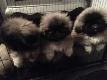 Puppies for sale pekinese - Bulgaria, Sofia. Price 11 €