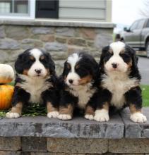 Puppies for sale bernese mountain dog - Poland, Chorzow