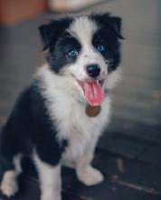 Puppies for sale border collie - Germany, Dortmund