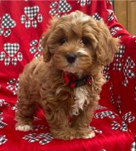 Puppies for sale , cavapoo - Greece, Larissa
