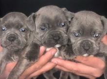 Puppies for sale staffordshire bull terrier - Malta, Valletta