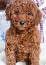 Puppies for sale miniature poodle - Georgia, Poti