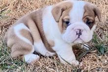 Puppies for sale english bulldog - Kyrgyzstan, Bishkek