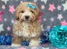 Puppies for sale , havapoo - Netherlands, Venlo