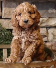 Puppies for sale ,  cockapoo - Tajikistan, Isfara