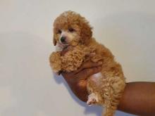 Puppies for sale toy-poodle - Greece, Heraklion. Price 10 €