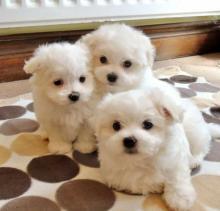 Puppies for sale maltese - Italy, Leche