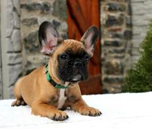 Dogs  free french bulldog - USA, Delaware