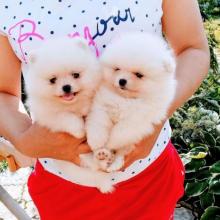 Dogs free pomeranian spitz - Ukraine, Kiev
