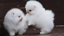 Puppies for sale pomeranian spitz - Estonia, Tallinn