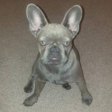 Dogs free french bulldog - Czech Republic, Prague