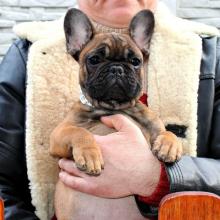 Dogs  free french bulldog - USA, Florida