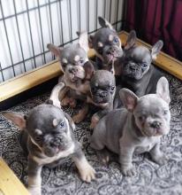 Dogs free french bulldog - Czech Republic, Bratislava
