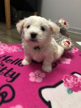 Puppies for sale maltese - Lithuania, Ignalina