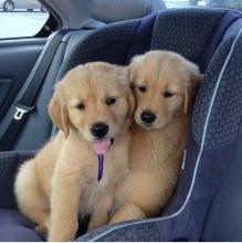 Puppies for sale golden retriever - Bulgaria, Sliven