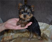 Puppies for sale yorkshire terrier - United Kingdom, Aberdeen