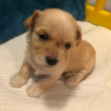 Dogs free havanese - Ukraine, Poltava