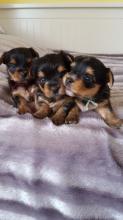 Puppies for sale yorkshire terrier - Cyprus, Larnaca