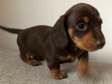 Puppies for sale dachshund - Ireland, Cork