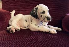 Puppies for sale dalmatian - Denmark, Kopenagen