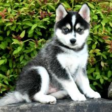 Puppies for sale , pomsky - Lithuania, Akmene