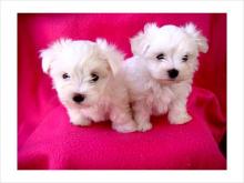 Puppies for sale maltese - Cyprus, Limassol