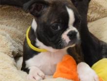 Puppies for sale boston terrier - Cyprus, Larnaca