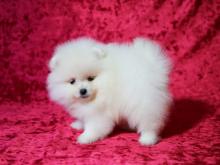 Puppies for sale pomeranian spitz - Finland, Helsinki