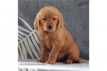 Puppies for sale golden retriever - Netherlands, Amsterdam