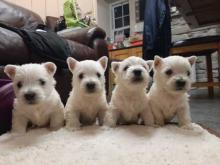 Puppies for sale west highland white terrier - Greece, Athens. Price 11 €