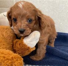 Puppies for sale , cavapoo - Latvia, Kuldiga