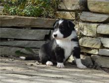 Puppies for sale border collie - Cyprus, Ayia Napa