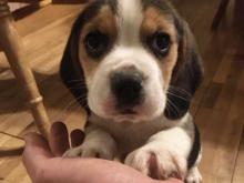 Puppies for sale beagle - Sweden, Stockholm