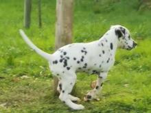Puppies for sale dalmatian - Austria, Vienna. Price 11 €