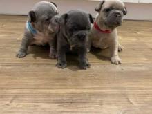 Puppies for sale french bulldog - Spain, Madrid. Price 11 €