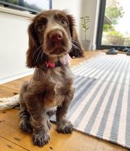 Puppies for sale cocker spaniel - Denmark, Odense