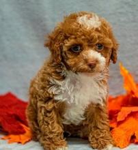 Puppies for sale toy-poodle - Armenia, Gyumri